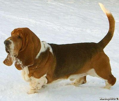 Бассет хаунд