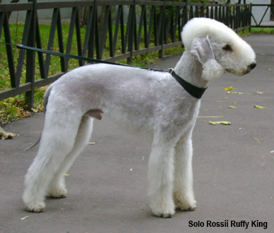 собака-овечка