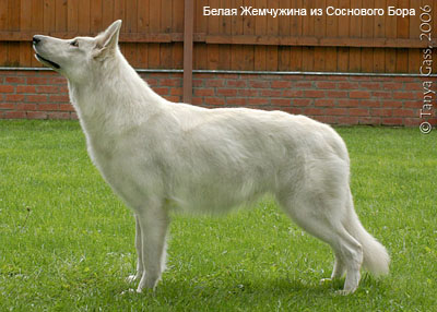 Американо-канадская белая овчарка