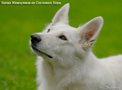Белая овчарка швейцарская