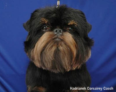 Бельгийский гриффон