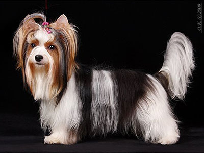 йоркширский терьер белый йорк