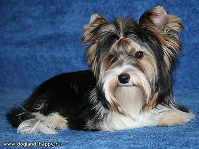 Бивер йоркшир терьер