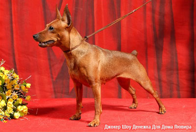 Миниатюрный пинчер