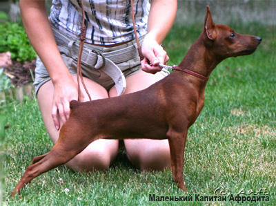 Цверпинчер минпин