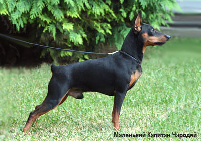 Цверпинчер минпин