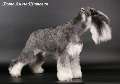 Малый шнауцер