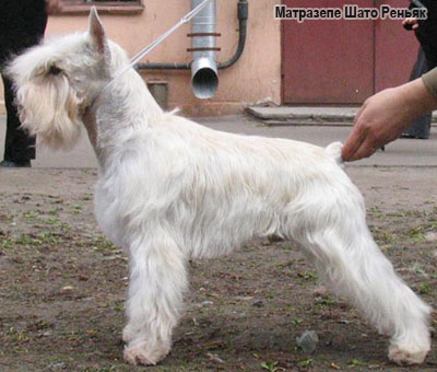 Цвергшнауцер