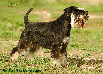 Цвергшнауцер