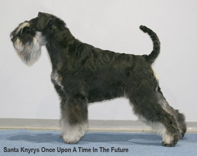 Цвергшнауцер