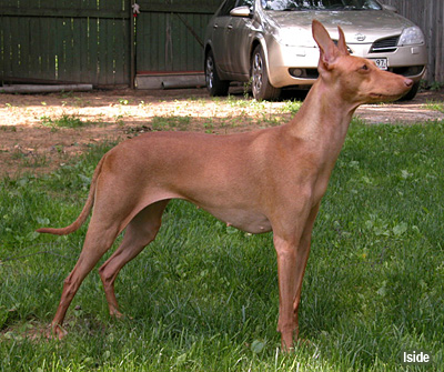 Сицилийская борзая