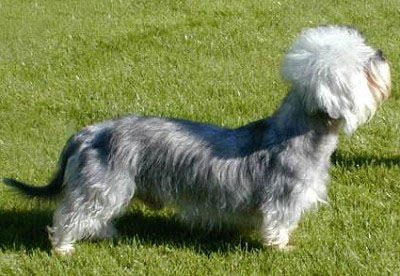 Денди динмонт терьер