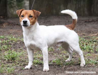 Джек Рассел