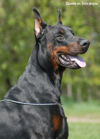 Доберман