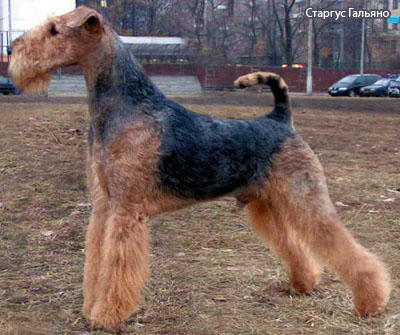 Эрдель терьер