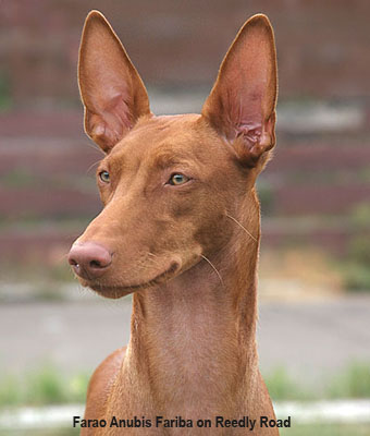 Фараонова собака