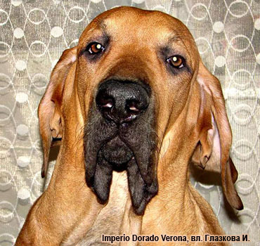 Фила Бразилейро