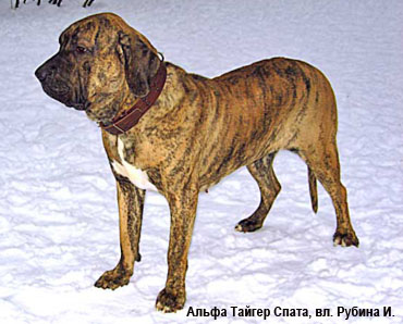 Фила Бразилейро