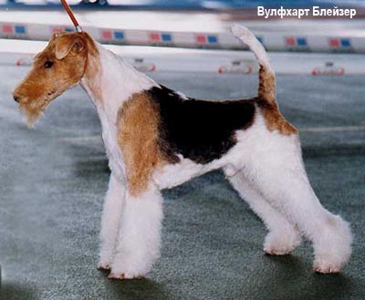 Фокстерьер