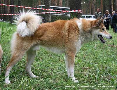 Восточносибирская лайка