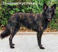 Голландская овчарка