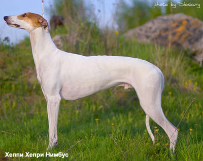 английская борзая