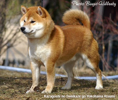 Сиба японский шпиц