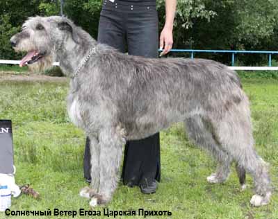 Ирландский волкодав