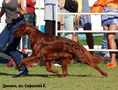 Ирландский красный сеттер
