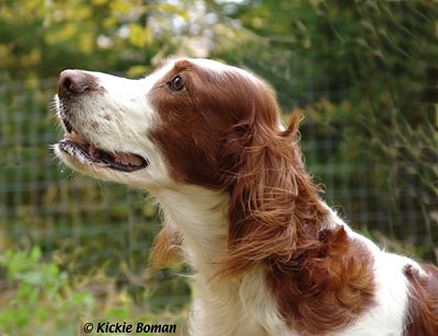 Ирландский красно-белый сеттер