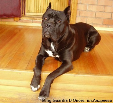 Итальянский кане корсо