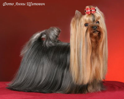 Йоркширский терьер