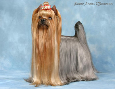 Йоркширский терьер