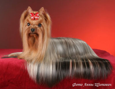 Йоркширский терьер