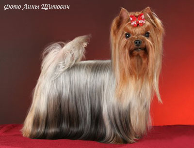 Йоркширский терьер