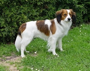 голландская водная собака)