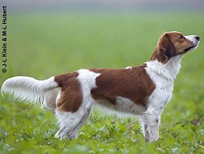 Малая голландская водная собака