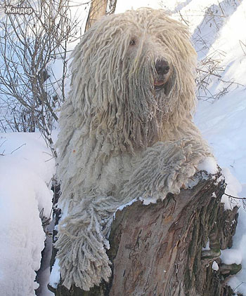 Венгерская овчарка