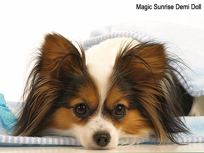 Континентальный той спаниель