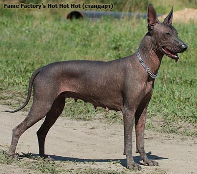 Ксолоитцкуинтли