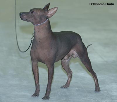 Ксолоитцкуинтли