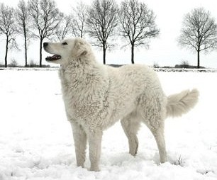 Венгерский кувас