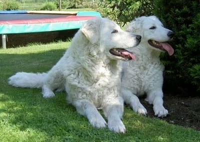 Кувас венгерский кувас