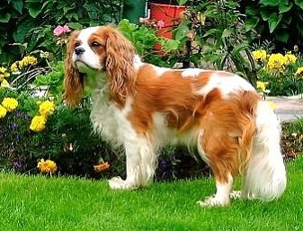 Кинг Чарльз спаниель