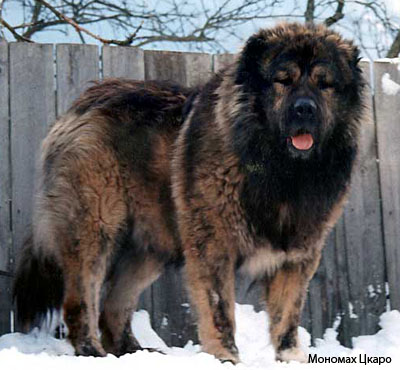 Кавказская овчарка