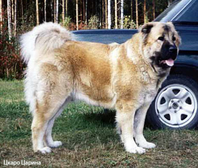 Кавказская овчарка