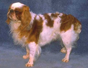 Английский той спаниель