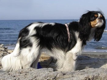 Кинг Чарльз спаниель