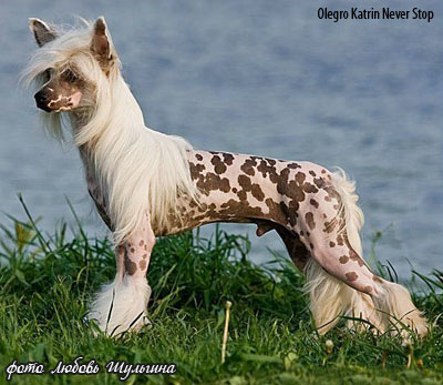 Китайская хохлатая собака