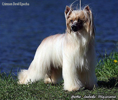 Китайская хохлатая собака